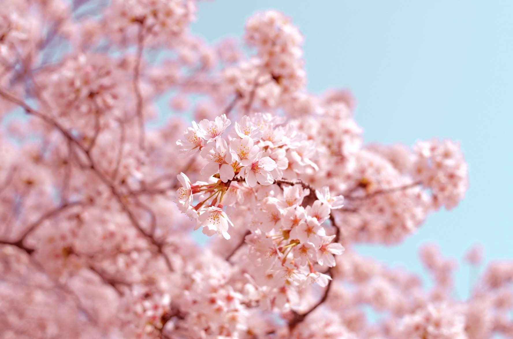 Cherry blossoms in Japan